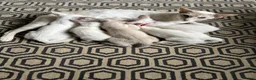 Siamese cats for sale: GCCF registered Siamese kittens in Great Yarmouth - Advert 1
