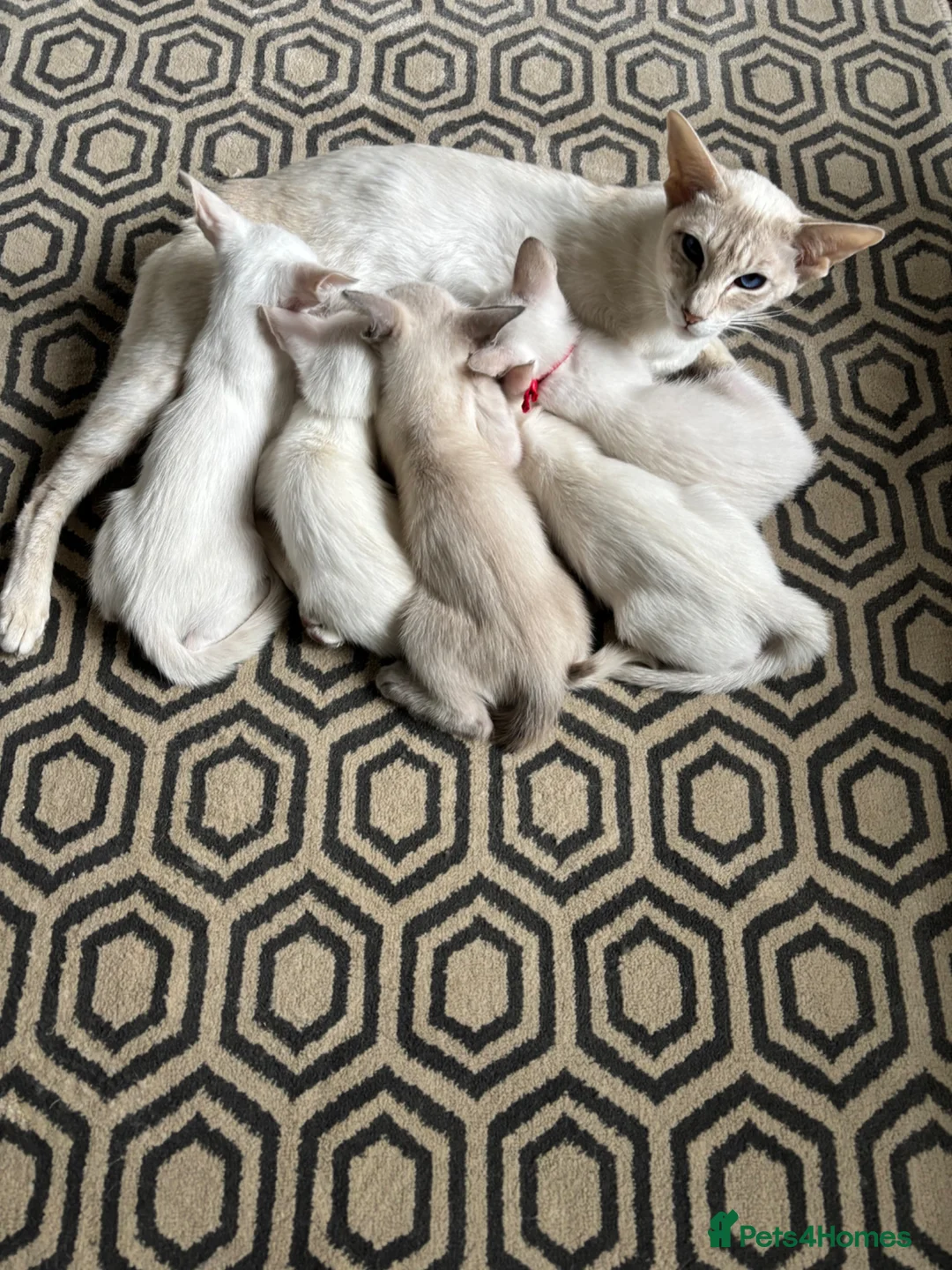 Siamese cats for sale: GCCF registered Siamese kittens in Great Yarmouth - Advert 1