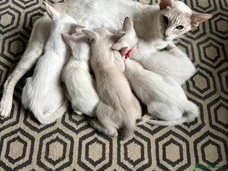 Siamese cats GCCF registered Siamese kittens - Advert 2