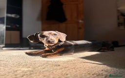 Miniature Dachshund dogs for sale: Miniature Dachshund  - Image 6