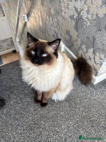 Ragdoll cats - Advert 1