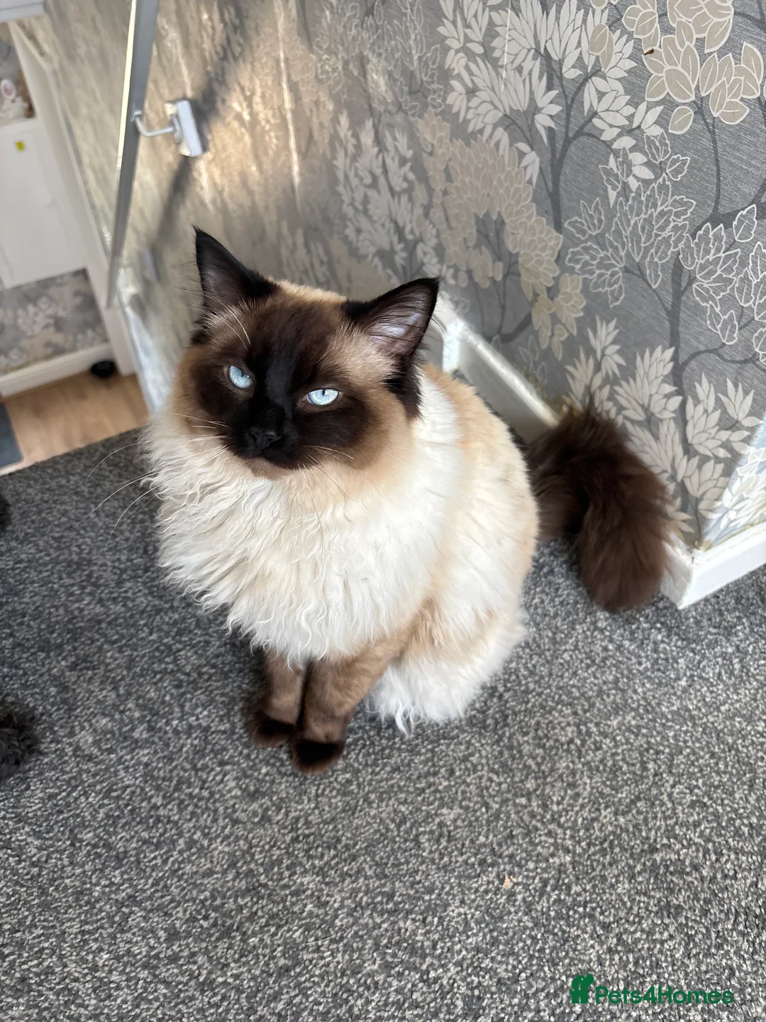 Ragdoll cats for stud: Beautiful blu  - Advert 1