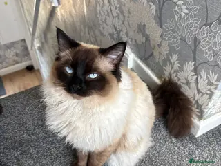 Ragdoll cats Beautiful blu - Advert 7