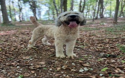 Mixed Breed dogs for sale: St berdoodle x Labrador puppies for forever homes  - Image 6