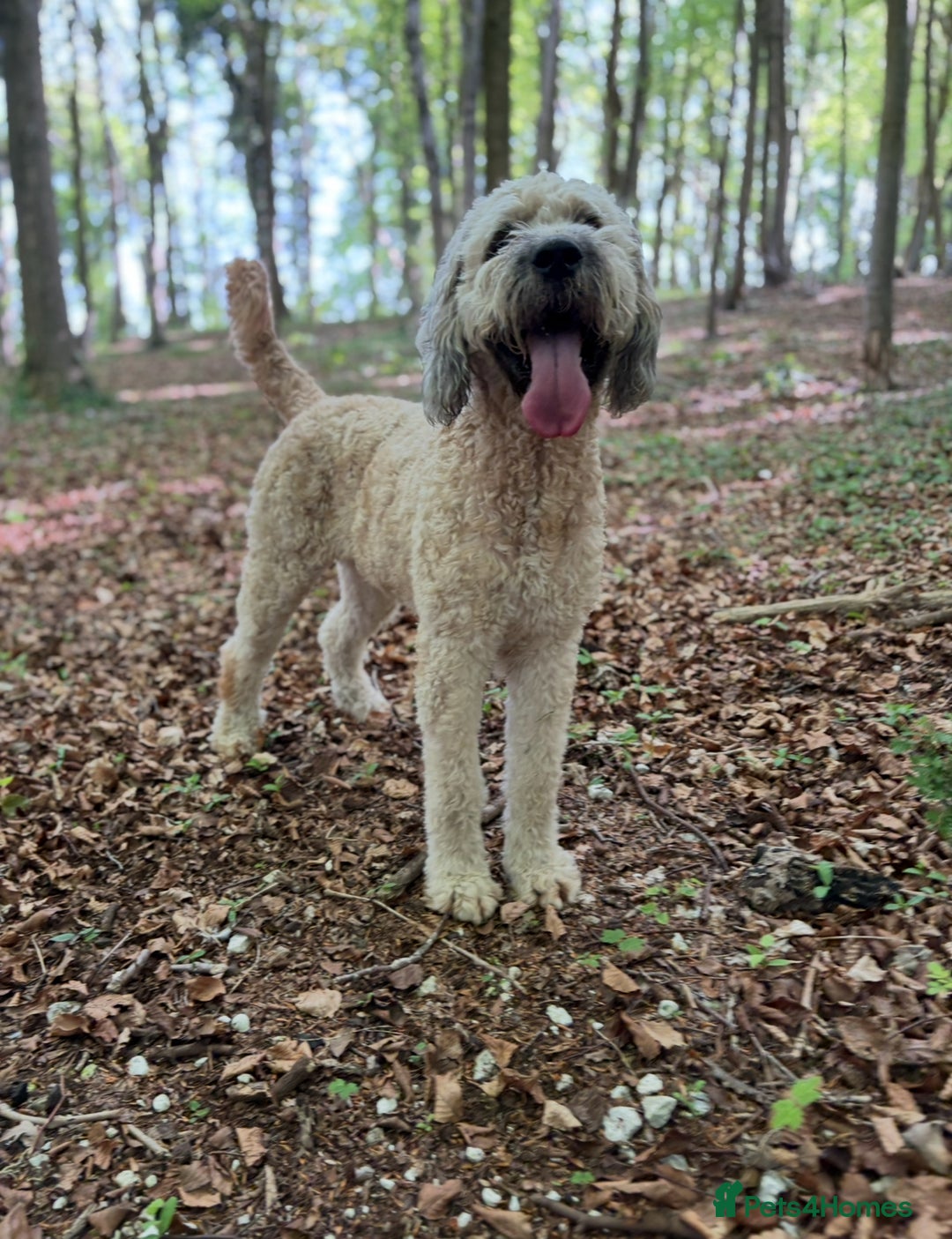 Mixed Breed dogs for sale: St berdoodle x Labrador puppies for forever homes  - Image 6
