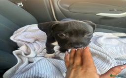 Mixed Breed dogs for sale: Cane corso x staff puppies  - Image 34