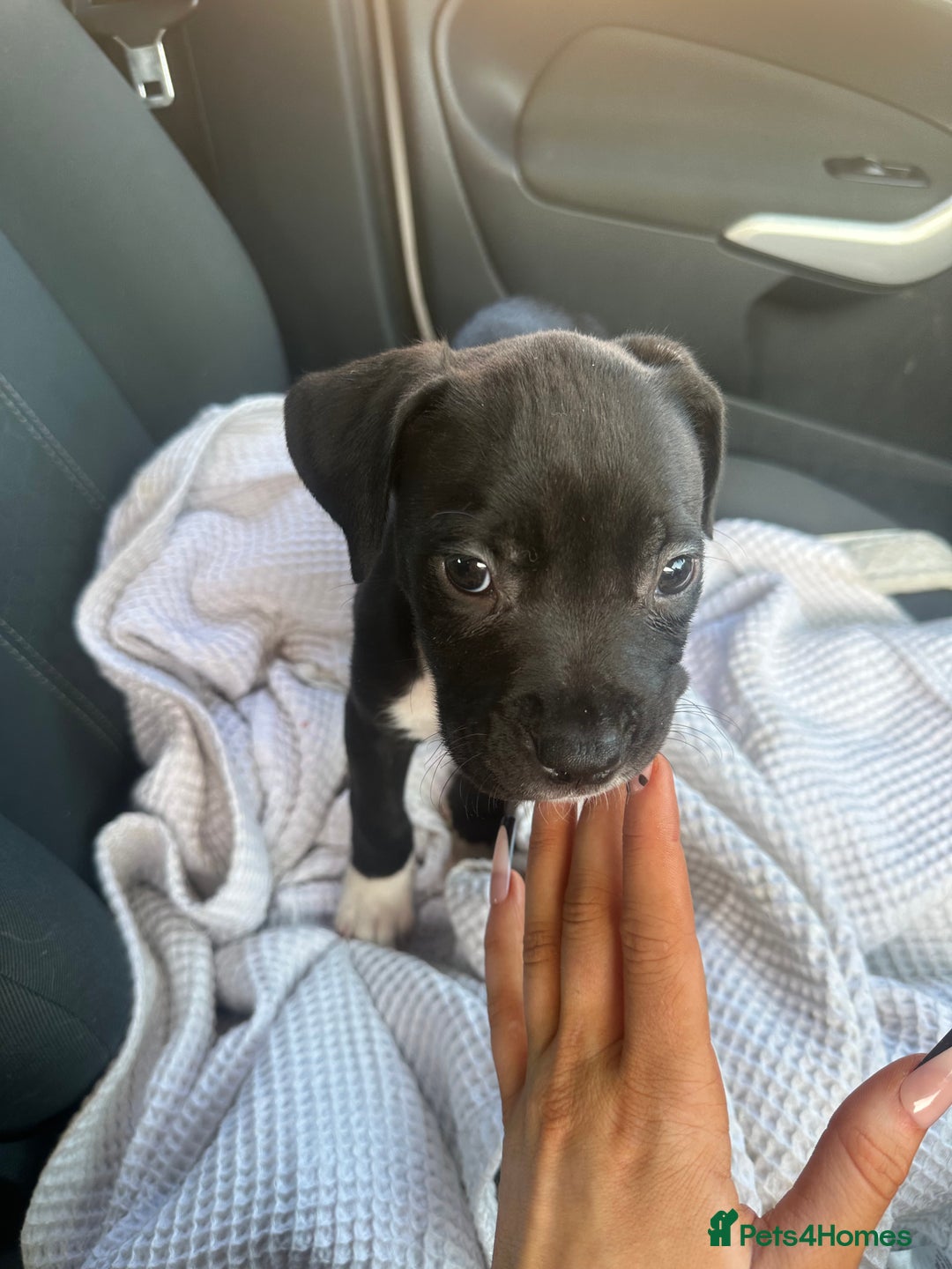 Mixed Breed dogs for sale: Cane corso x staff puppies  - Image 34