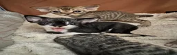 Devon Rex cats for sale: 2026 Devon Rex litters  - Advert 6
