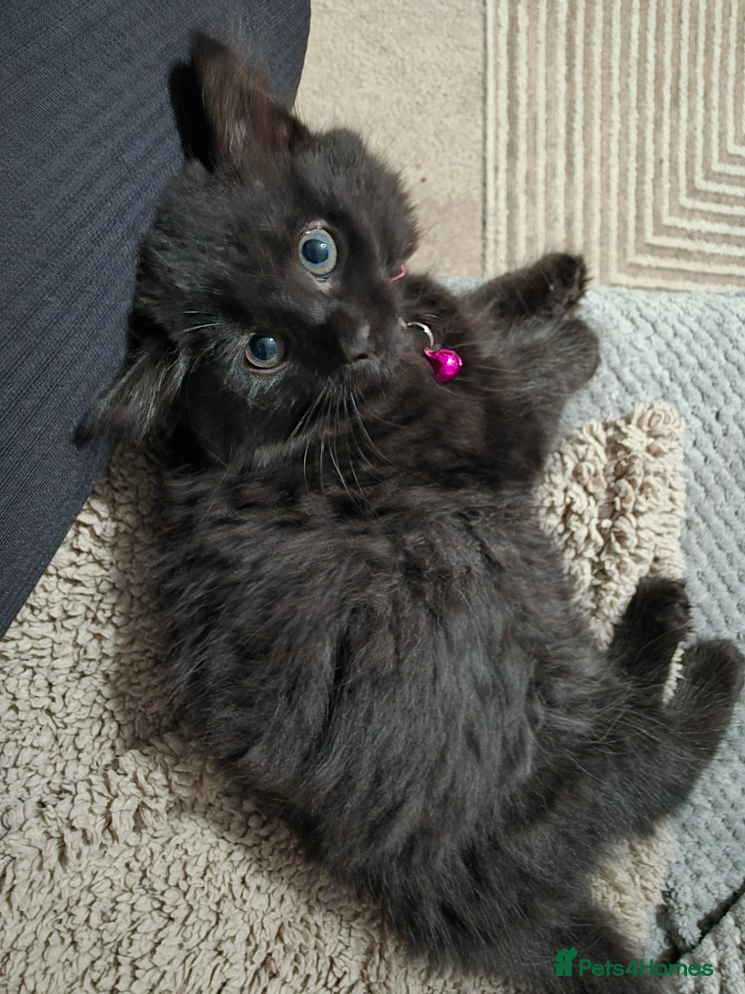Mixed Breed cats for sale: Adorable fluffy kittens looking for a new home. - Image 20