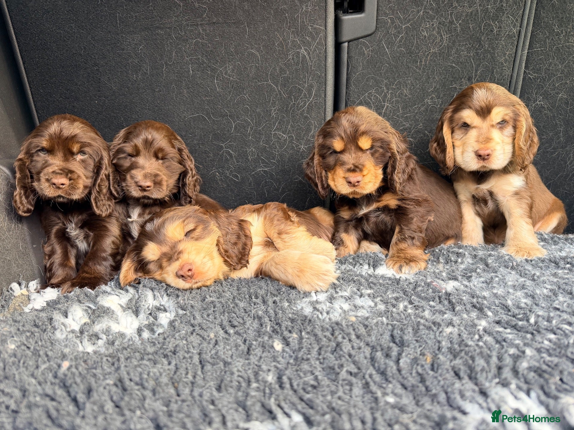 Cocker Spaniel dogs for sale: Show Type, KC Reg, health tested chocolate boy - Advert 2