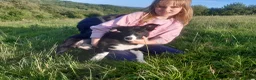 Border Collie dogs for sale: Border Collie pups for sale in Carmarthen - Advert 9