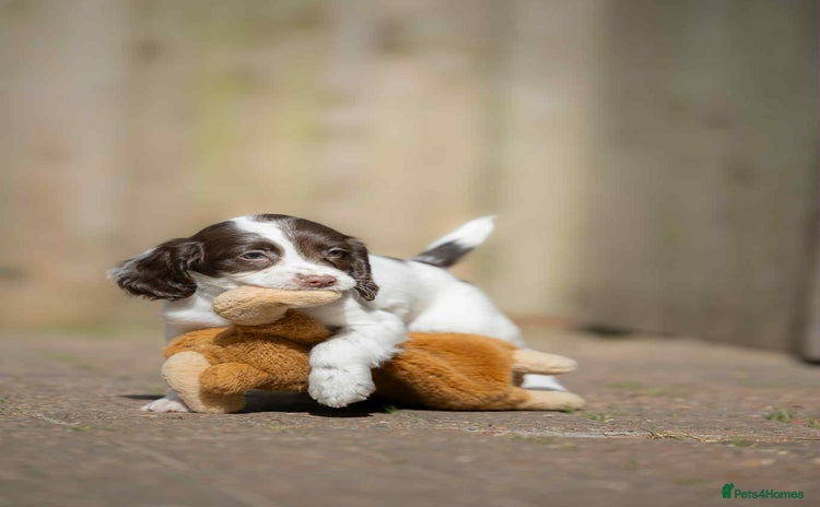 English Springer Spaniel dogs - Advert 4