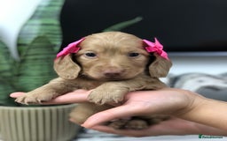 Miniature Dachshund dogs for sale: 𝕃𝕠𝕟𝕘 𝕙𝕒𝕚𝕣𝕖𝕕 𝕔𝕣𝕖𝕒𝕞 𝕡𝕦𝕡𝕡𝕚𝕖𝕤 🧸 - Image 11