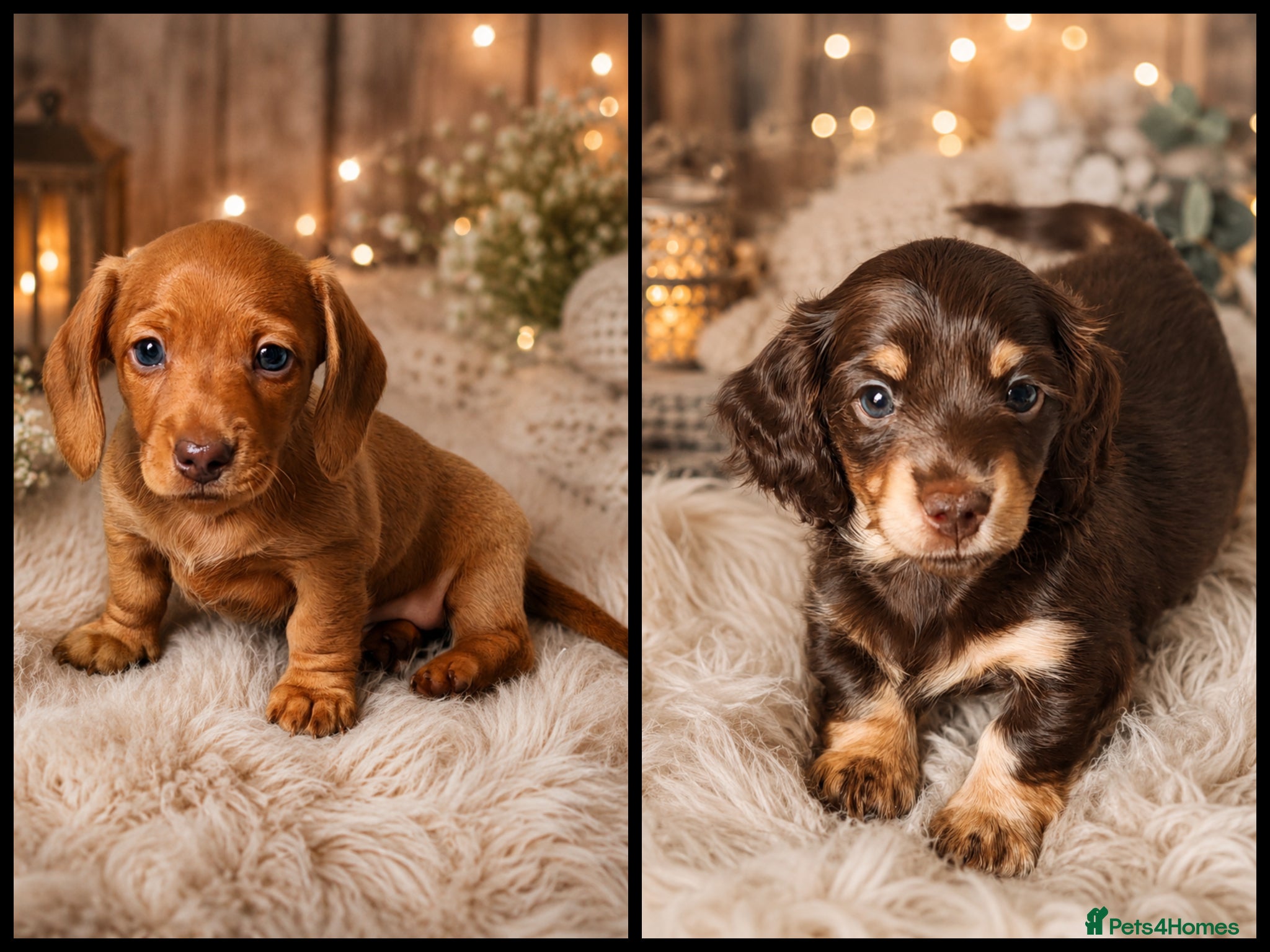 Miniature Dachshund dogs Exceptional Miniature Dachshunds Babies - Advert 1
