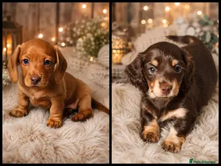 Miniature Dachshund dogs Exceptional Miniature Dachshunds Babies - Advert 1