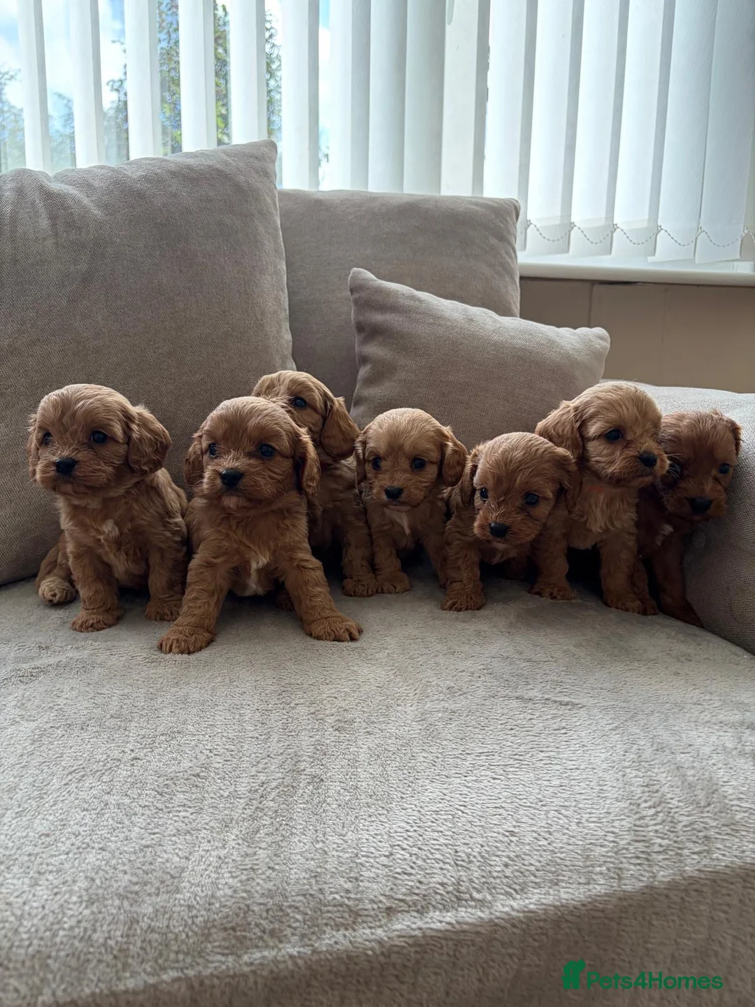 Cavapoo dogs for sale: Cavapoo puppies ruby red - Advert 1