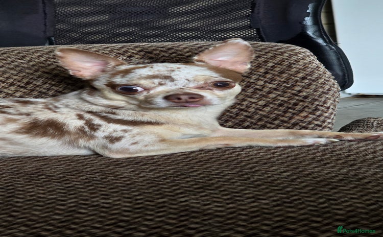 Chihuahua dogs - Advert 1