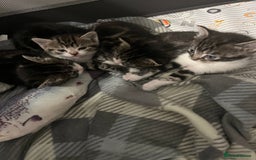 Mixed Breed cats for sale: Tabby Female Kitten, grey & white, 6 week old  - Image 4