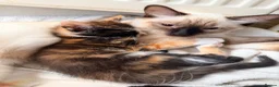 Mixed Breed cats for sale: Two Gorgeous Tortoiseshell girl kittens - Advert 6