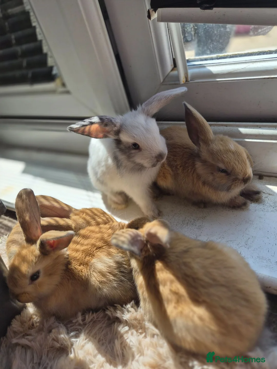 Mini Lop rabbits for sale: 🐰5 Beautiful Baby Rabbits for Loving Homes 🐰 - Advert 2