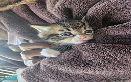 Mixed Breed cats for sale: Adorable kittens - Image 6