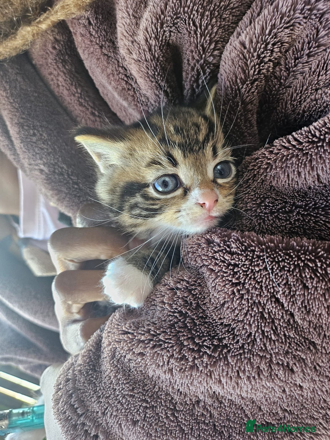 Mixed Breed cats for sale: Adorable kittens - Image 6