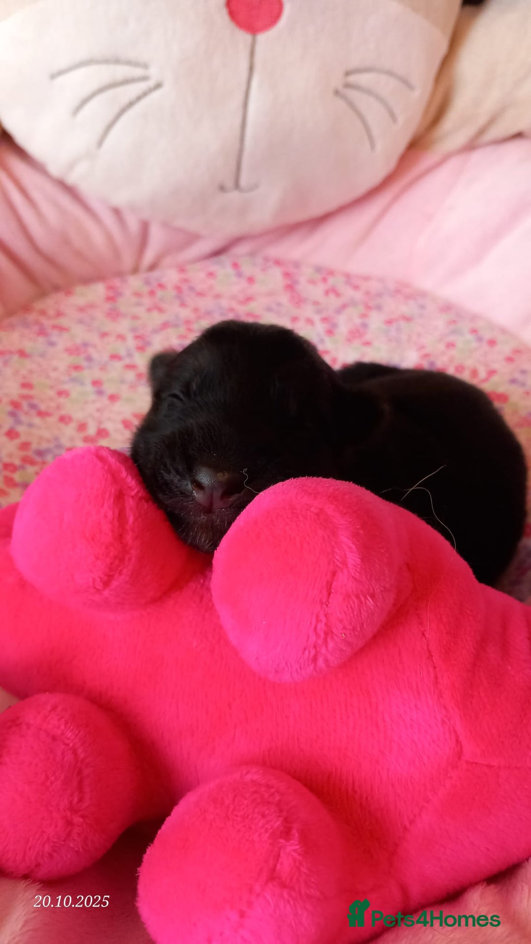 German Shepherd dogs for sale: Excellent Long-Haired German Shepherd Puppies-KC - Image 24