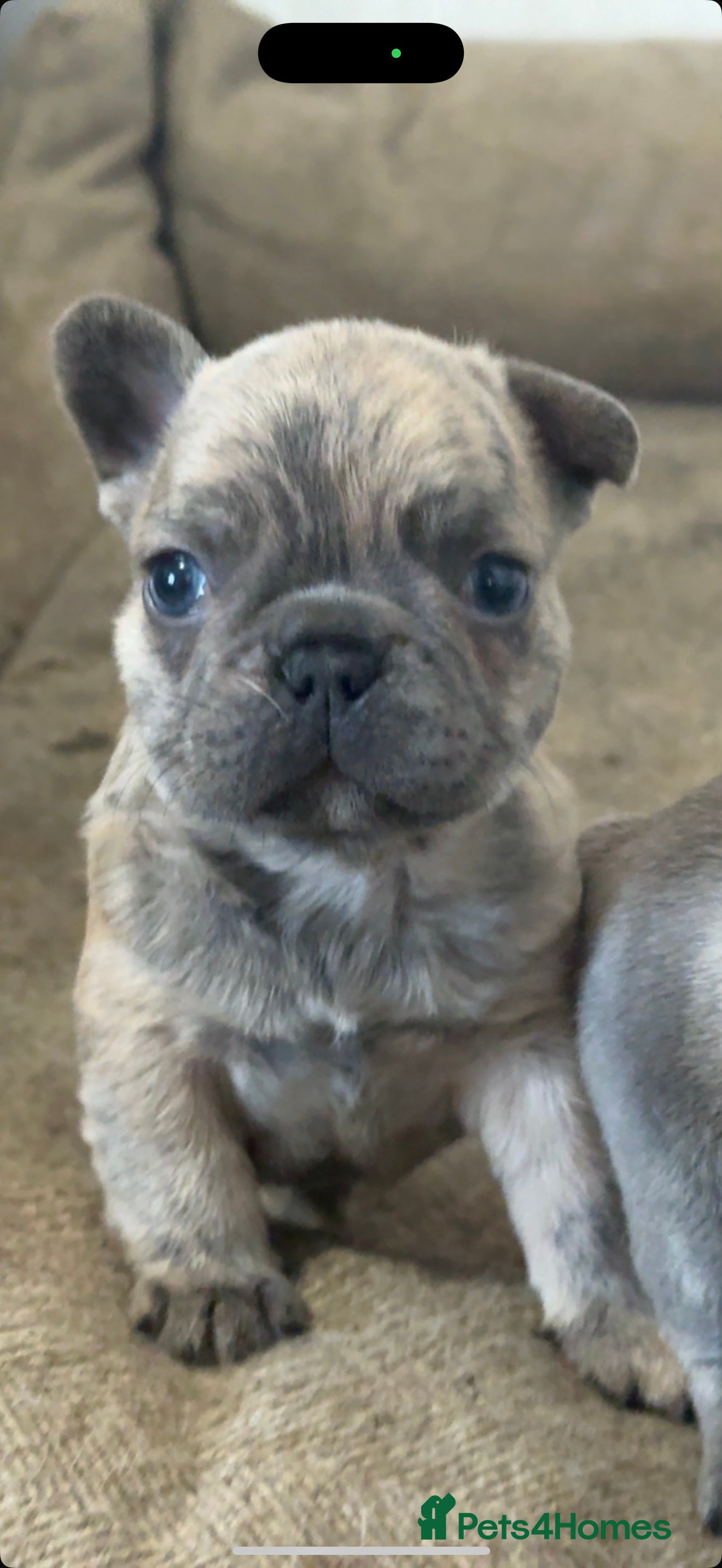 French Bulldog dogs Quality french bulldogs for sale - Advert 10