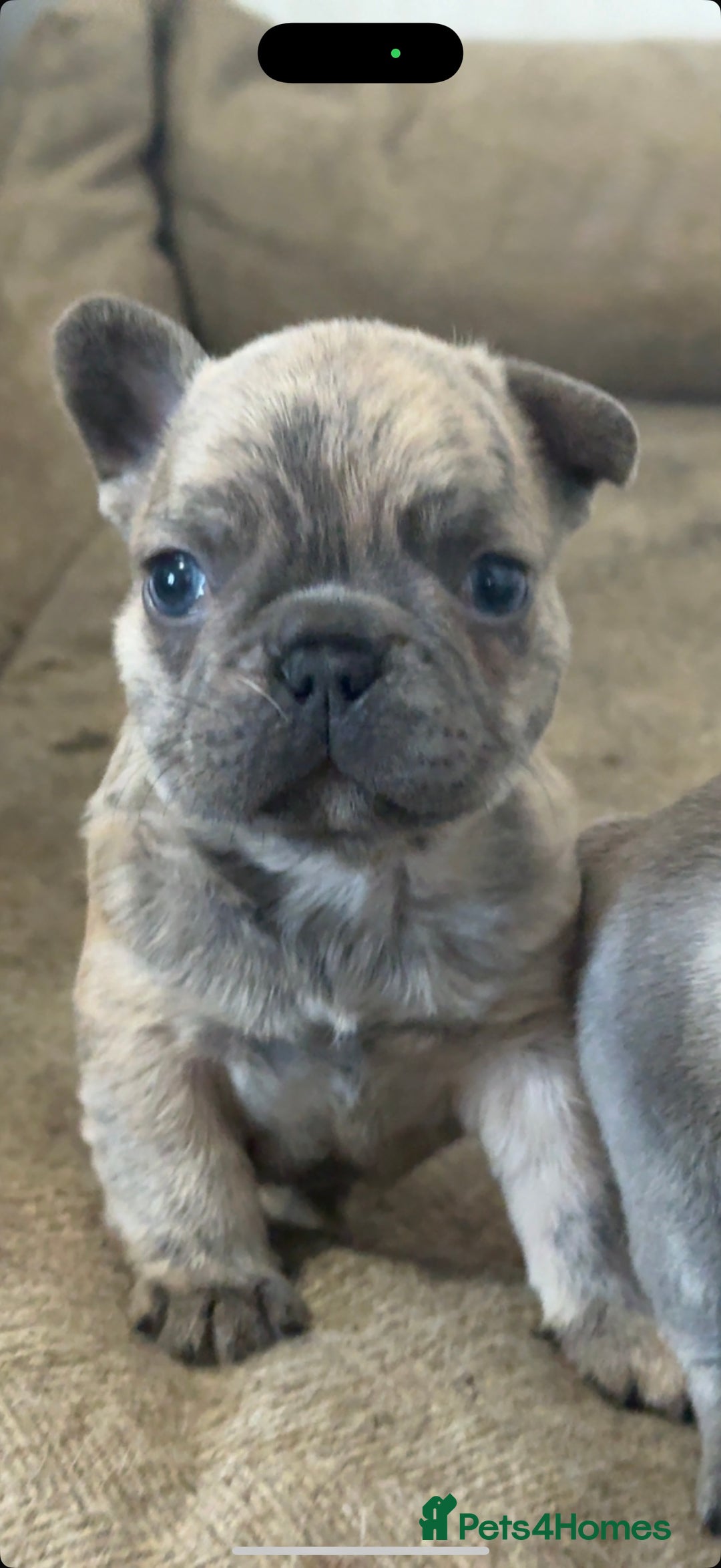 French Bulldog dogs for sale: Quality french bulldogs for sale - Advert 1
