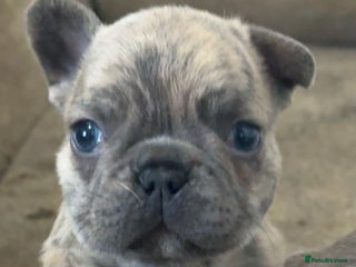 French Bulldog dogs Quality french bulldogs for sale - Advert 10