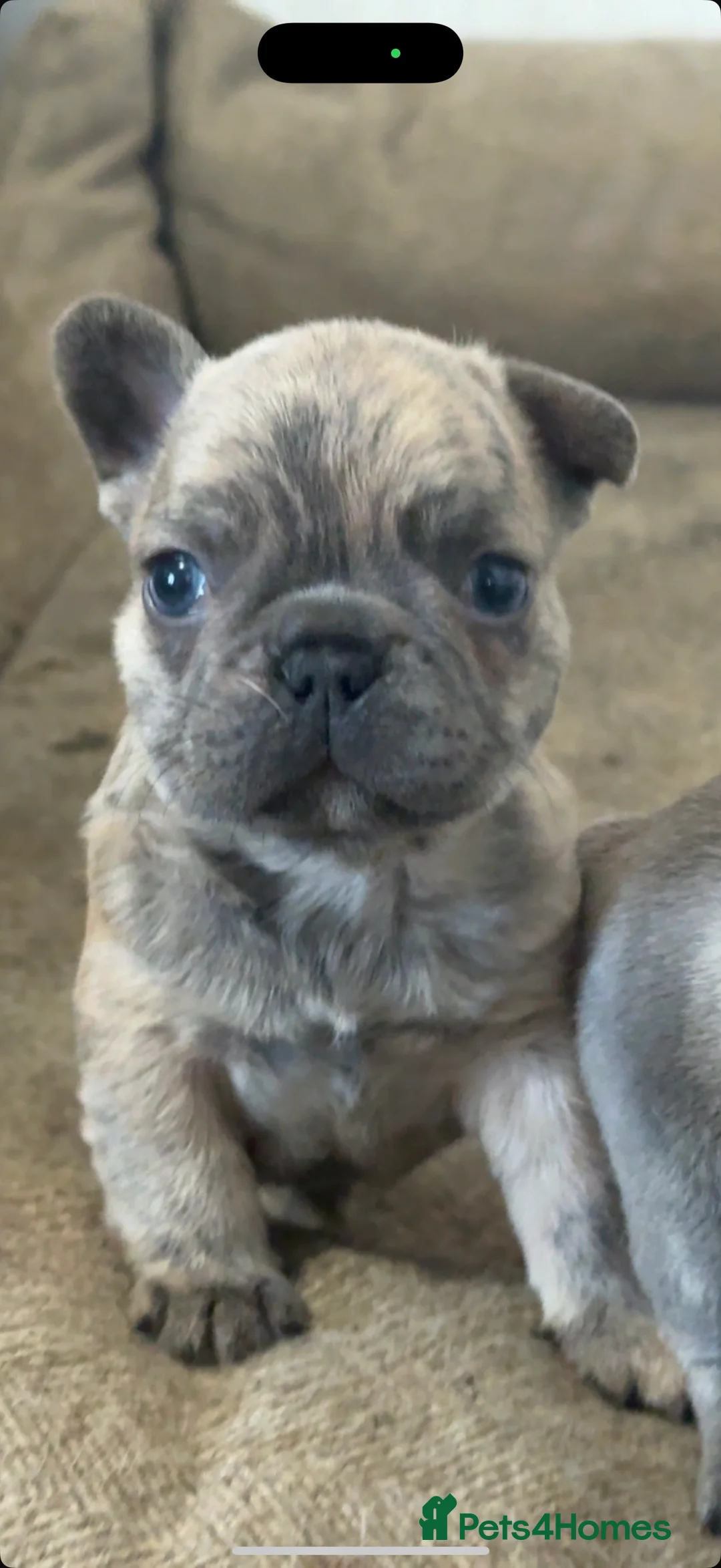 French Bulldog dogs for sale: Quality french bulldogs for sale - Advert 4