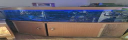 Plecos fish for sale: Snowwhite longfin bristlenose pleco breading pair - Advert 5