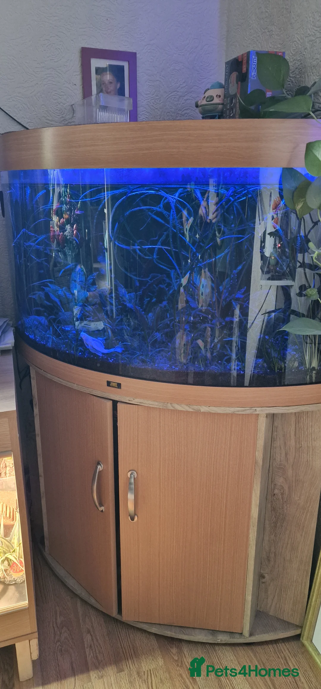 Plecos fish for sale: Snowwhite longfin bristlenose pleco breading pair - Advert 5