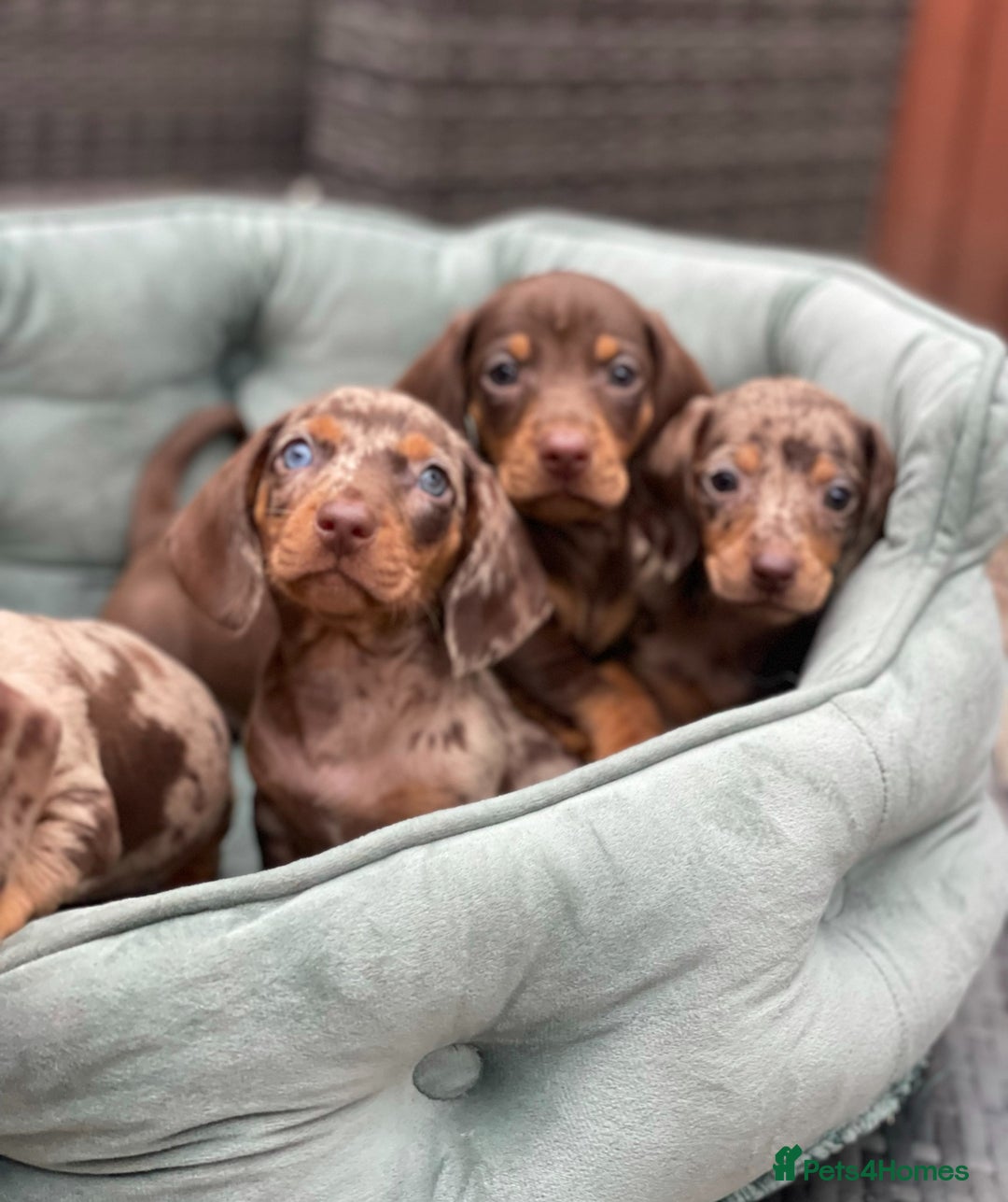 Miniature Dachshund dogs for sale: Mini Dachshunds  - Advert 11
