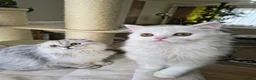 Scottish Fold cats for sale: Scottish fold and straight ear girl's ❤️ - Advert 6