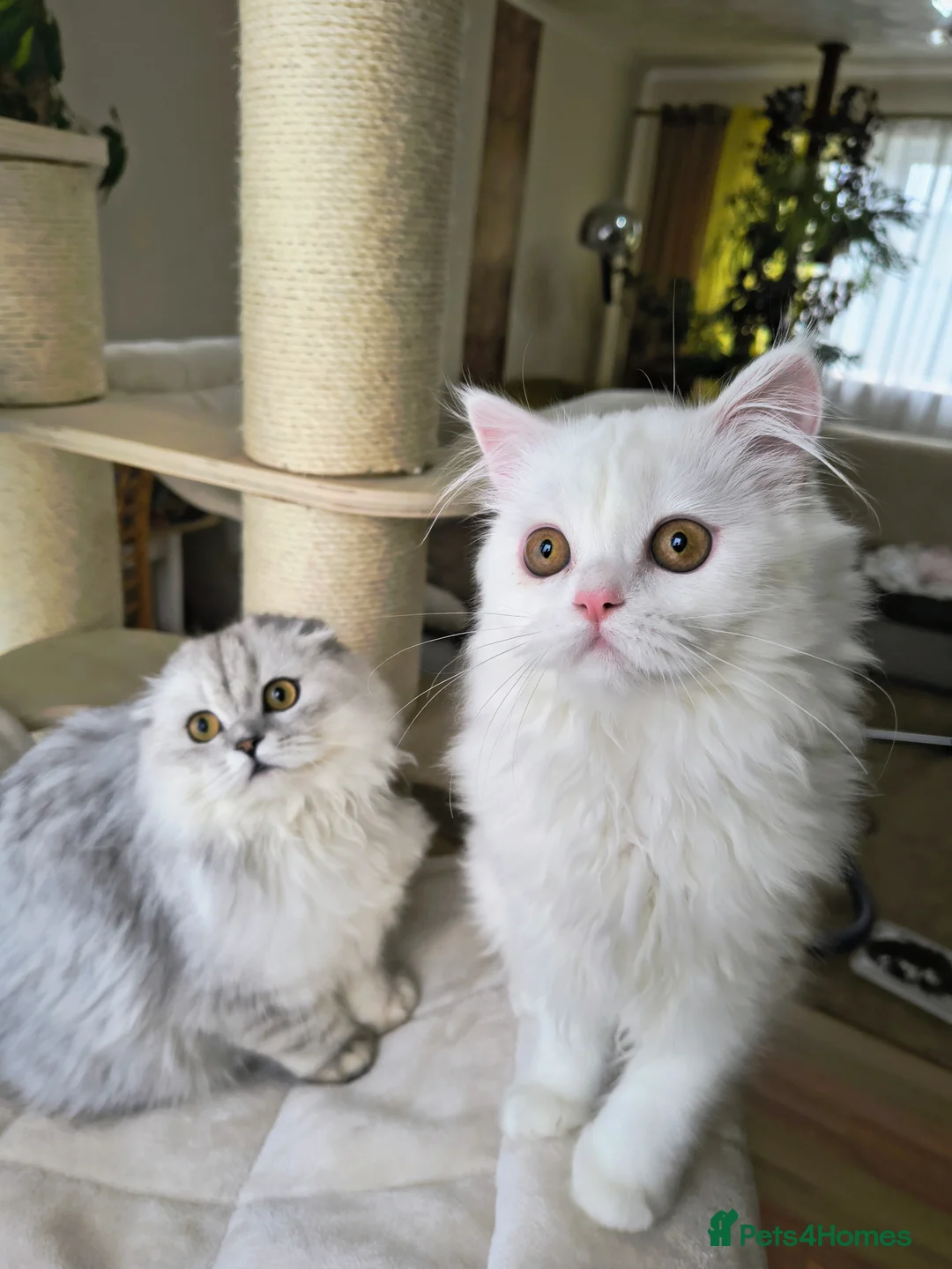 Scottish Fold cats for sale: Scottish fold and straight ear girl's ❤️ - Advert 6
