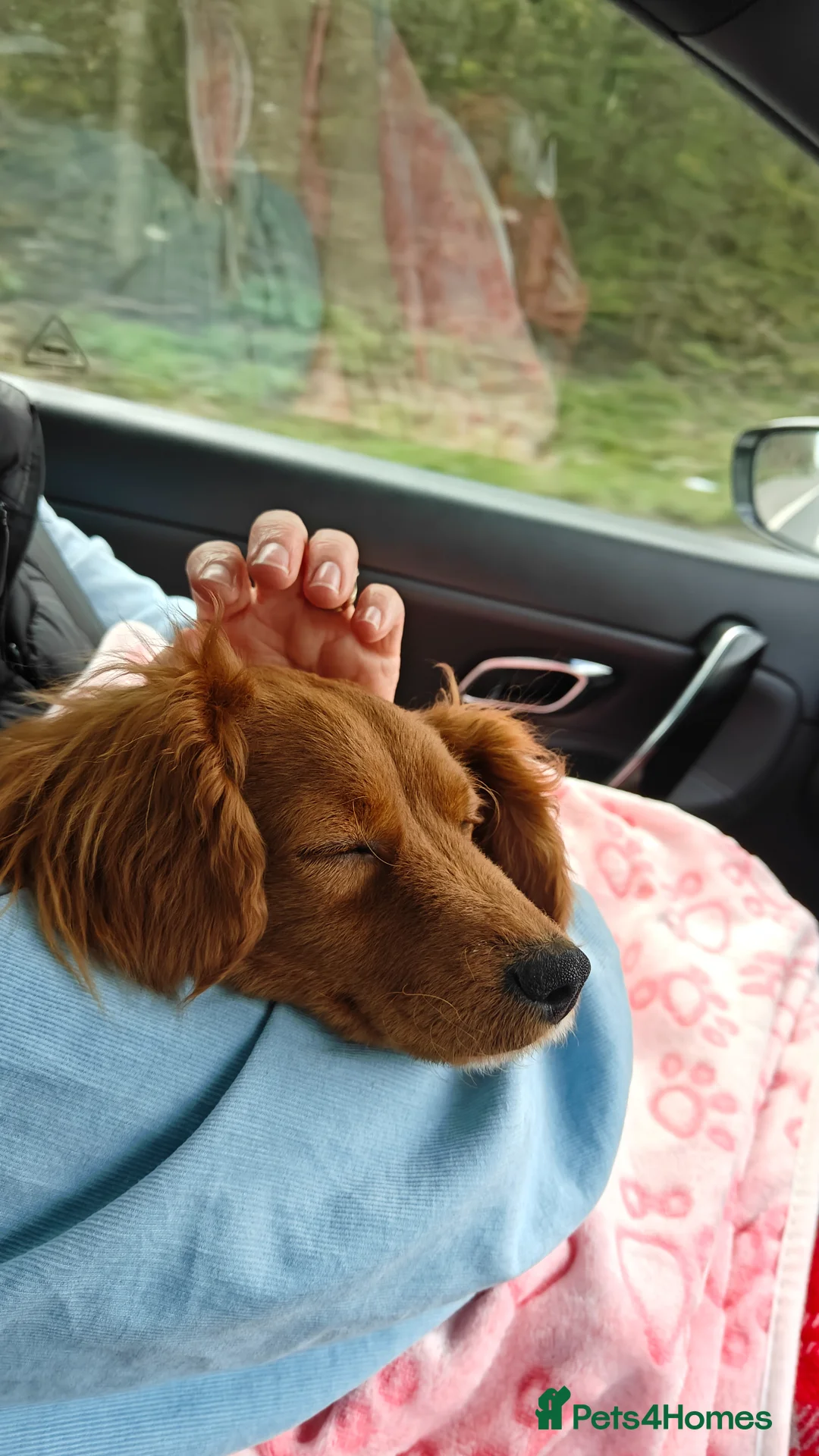 Cavapoo dogs for sale: 9 Month Female Cavapoo - Advert 8