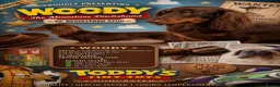 Dachshund dogs for sale: Beautiful Chocolate and Tan girls - Advert 8