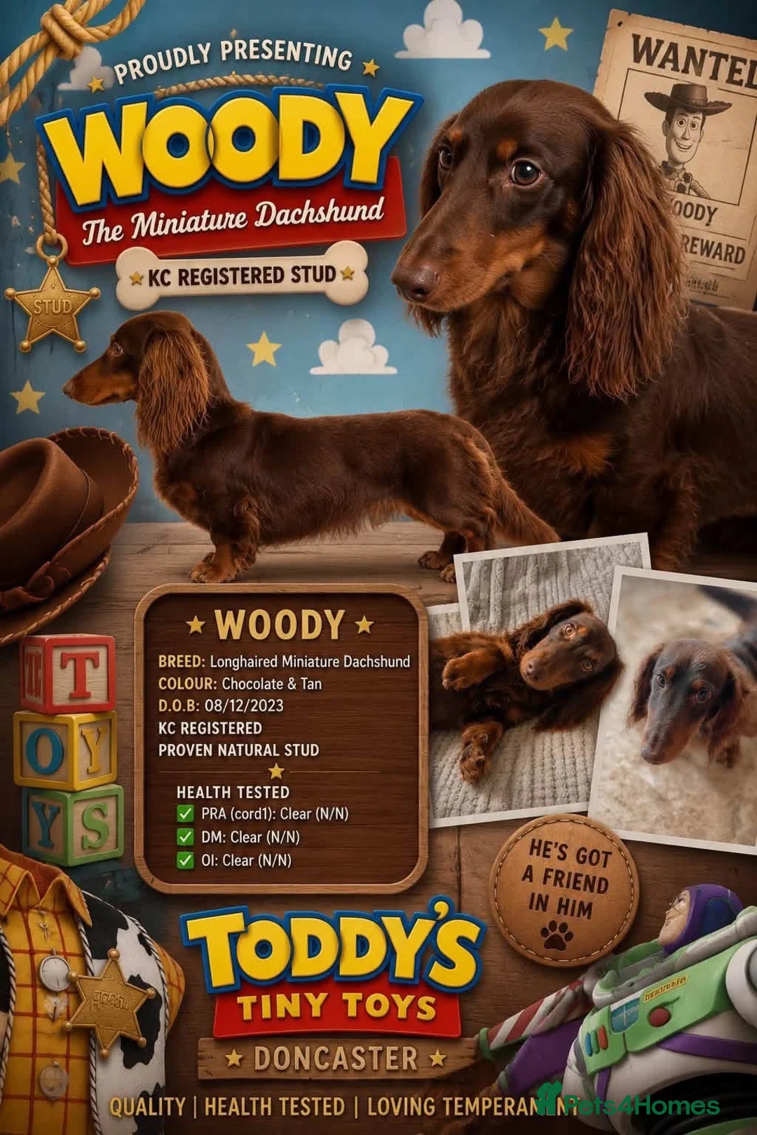 Dachshund dogs for sale: Beautiful Chocolate and Tan girls - Advert 8