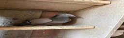 Pigeons birds for sale: Quality 2025 Racing Pigeon Pairs Available - Advert 4