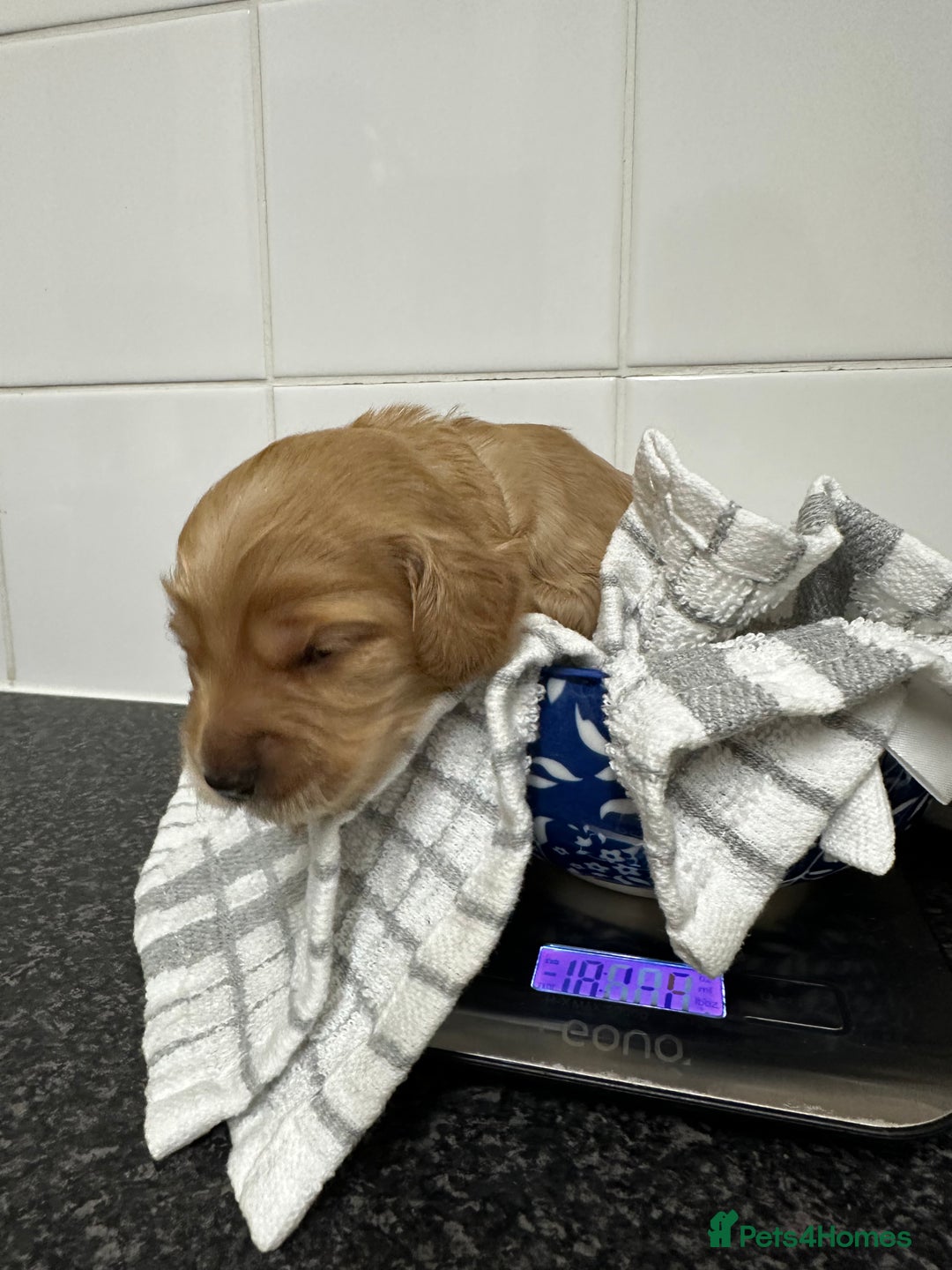 Cockapoo dogs for sale: Red & Apricot Cockapoo puppies  - Advert 34