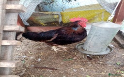 Chickens poultry for sale: Rhode island red, silkie and white rock cockerels - Image 3