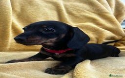 Miniature Dachshund dogs for sale: Smooth haired miniature dachshund - Image 6
