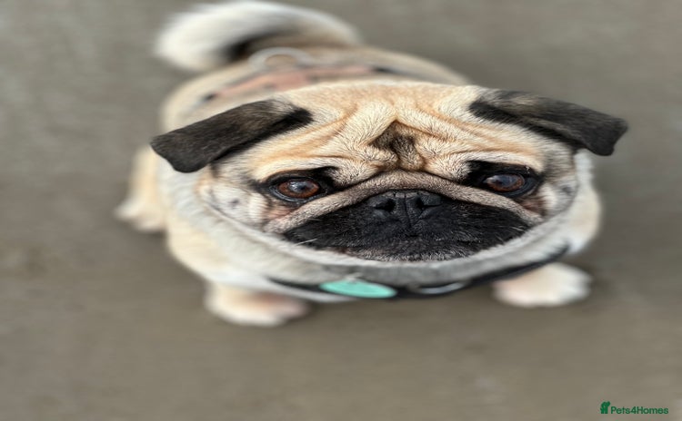 Pug dogs - Advert 4