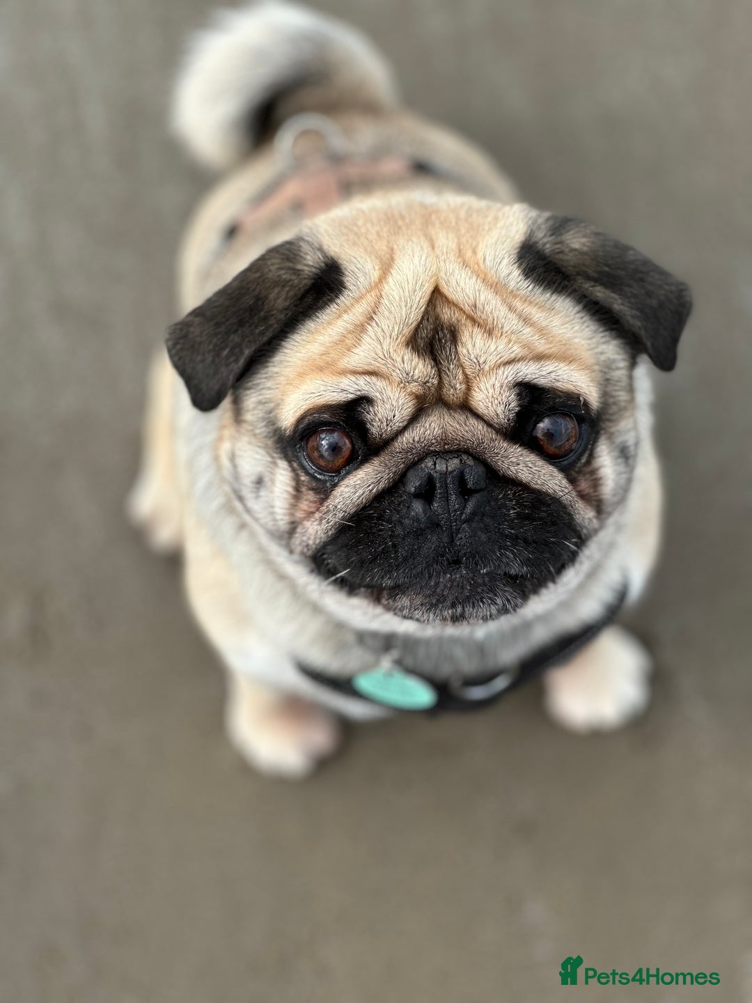 Pug dogs for sale: Handsome pug!  - Image 1
