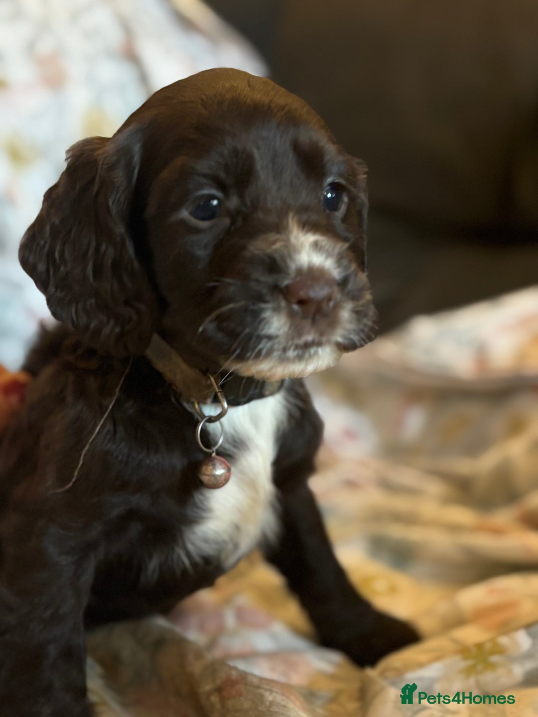 Sprocker dogs for sale: 8 beautiful sprockers  - Advert 5