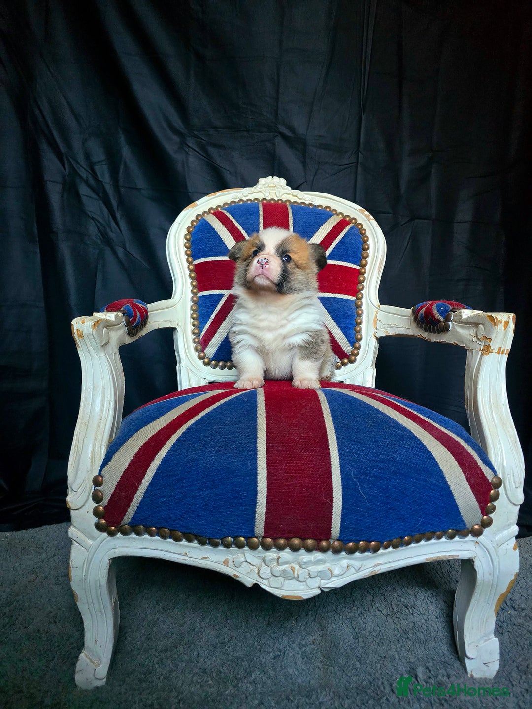 Welsh Corgi Pembroke dogs for sale: Outstanding Pembrokeshire Puppies - Advert 4