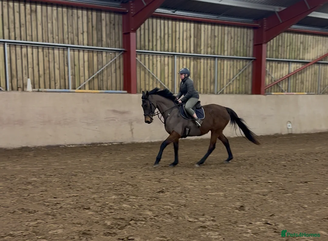 Irish Thoroughbred horses for sale: 10 yr old school mistress  - Advert 22