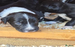 Mixed Breed dogs for sale: Beautiful sprollie puppies  - Image 10