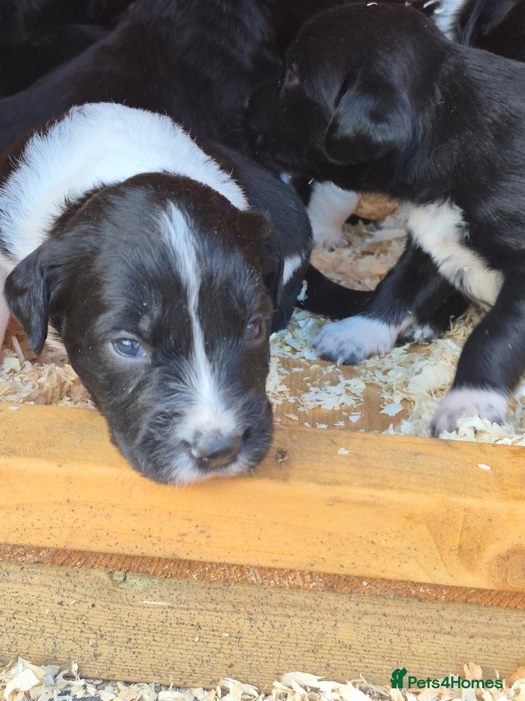 Mixed Breed dogs for sale: Beautiful sprollie puppies  - Image 10